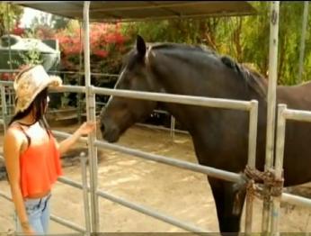 Лошади Гуллианы